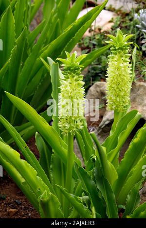Eucomis autumnalis, known as autumn pineapple flower, or autumn pineapple lily in Kirstenbosch National Botanical Garden, Cape Town, South Africa. Stock Photo