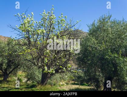 Pyrus, Large Old Pear Tree in Blossom Stock Photo