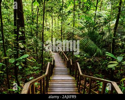 Scenic landscape view of a wooden staircase leading deep into a dense tropical rainforest in Southeast Asia Stock Photo