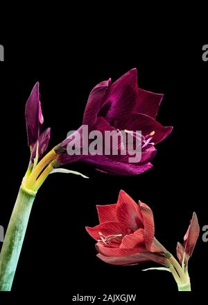 red purple amaryllis pair with open blossoms and buds,black background,fine art still life color macro, detailed textured blooms Stock Photo