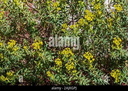 Euphorbia sp. Spurge Plant in Flower Stock Photo