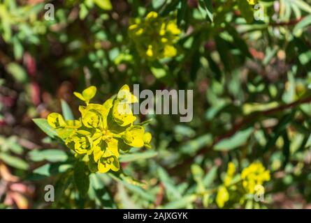 Euphorbia sp. Spurge Plant in Flower Stock Photo