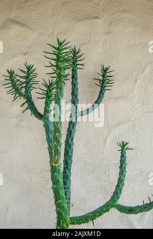 Green Cactus on Brown Wall Stock Photo