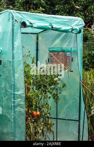 Plastic greenhouse tent tomatoes protection growing tomatoes Stock Photo