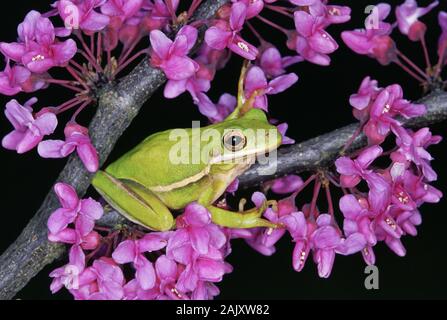 Green Treefrog in blooming Eastern Redbud tree. Camassia Slopes, TNC, Roanoke River, North Carolina, spring. Stock Photo