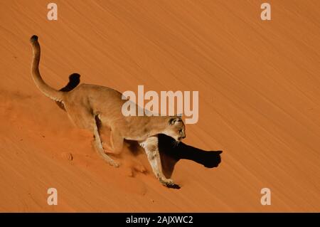 Mountain Lion walking on red sand in Monument Valley, Arizona. Stock Photo