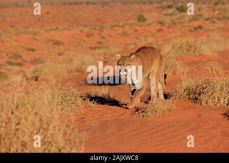 Mountain Lion walking on red sand in Monument Valley, Arizona. Stock Photo