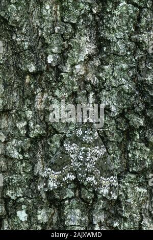 Rustic Sphinx Moth (Manduca rustica) Adult showing camouflage while resting on tree bark. South Carolina, July. Stock Photo