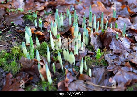 Daffodil shoots leaves daffodil bulbs daffodils emerging early in season from a leafy mossy ground in December 2019 winter in Carmarthenshire Wales UK Stock Photo