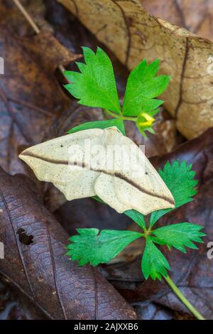 Yellow Slant line Tetracis Crocallata Stock Photo Alamy yellow-slant-line-tetracis-crocallata-stock-photo-alamy