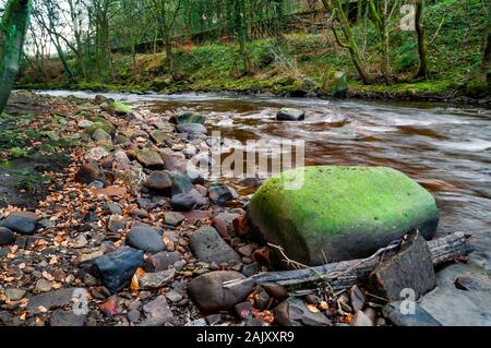 Large gritstone boulder sat in the edge of a fast River Don, flowing through ancient woodland, with cobbles and pebbles strewn around.