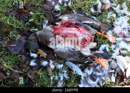 Duck lying dead in a ditch most likely ravaged by a Goshawk on a rural smallholding in Carmarthenshire West Wales, Great Britain UK   KATHY DEWITT Stock Photo