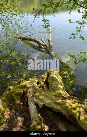 fallen dead moss covered tree trunk in clear water of a lake in bavaria, tree trunk in water with light reflections Stock Photo