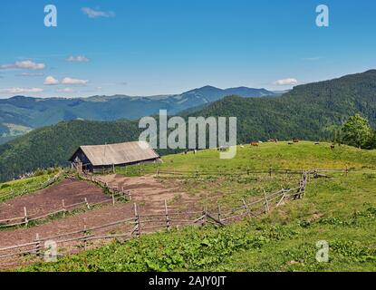 Alpine cow. Cows are often kept on farms and in villages. This is useful animals. Cows give milk is useful. In the Carpathians, cows often graze in th Stock Photo