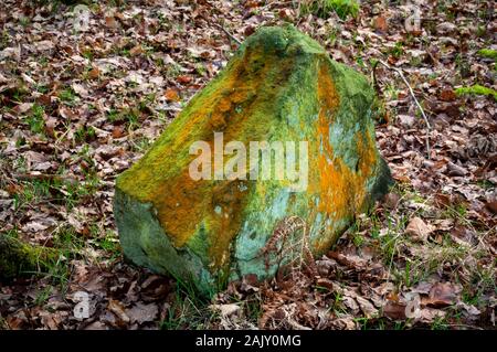 Brightly-coloured lichen on a gritstone boulder on dead leaves in a forest Stock Photo