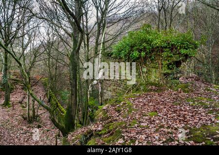Isolated section of an old drystone wall with a top hat of shrubbery high on a slope with silver birch trees growing alongside and dead leaves Stock Photo