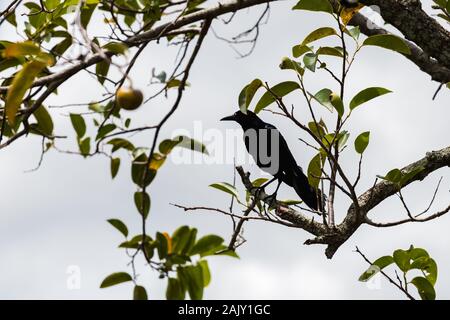 Wildlife spotted during an airboat tour through Everglades National Park (Everglades, Miami, Florida, USA) Stock Photo