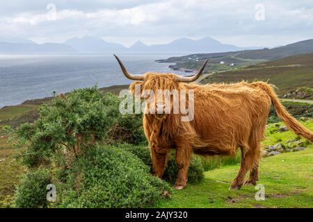 A photograph of a Highland Cow alongside the coastal road from Ardheslaig to Applecross in the North West Highlands of Scotland. Stock Photo
