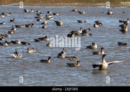 Pink footed Geese, newly arrived at Deepdale Marsh wash in fresh water. Norfolk Stock Photo