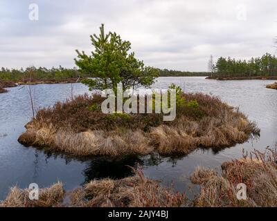 bog landscape with red mosses, small bog pines, small bog lakes and wind moving water Stock Photo