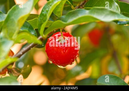 red Acerola cherry barbados cherry with water droplets Stock Photo
