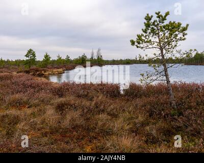 bog landscape with red mosses, small bog pines, small bog lakes and wind moving water Stock Photo