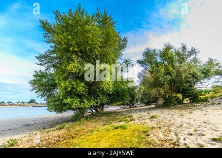 Full-grown willow tree on the Dutch riverbank of the river Waal with exposed roots because high tide and fast-flowing river washed away the subsurface Stock Photo