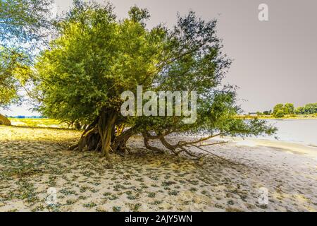Full-grown willow tree on the Dutch riverbank of the river Waal with exposed roots because high tide and fast-flowing river washed away the subsurface Stock Photo