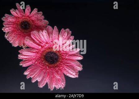 pink gerbera flowers, with air bubbles on the petals, under water, on a multi-colored background. March 8 concept. International Women's Day. Blue, ye Stock Photo