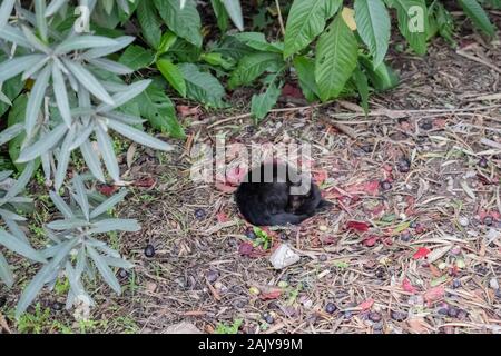 Homeless black kitten laying on the ground in park in autumn on leaves Stock Photo