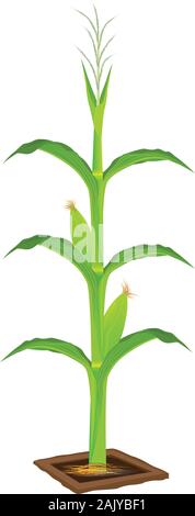 isolated corn plant vector design Stock Vector