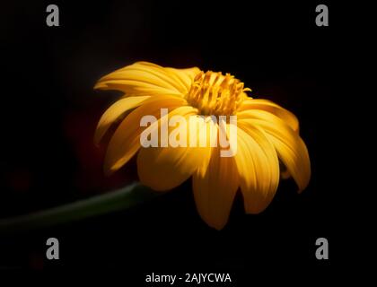 Heliopsis yellow flower under soft light with black background Stock Photo
