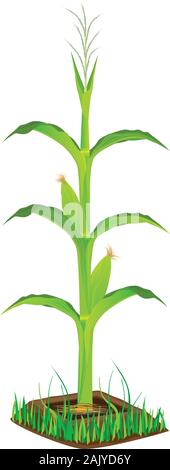 corn plant vector design Stock Vector