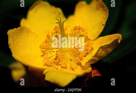 Hypericum Hidcote Stock Photo
