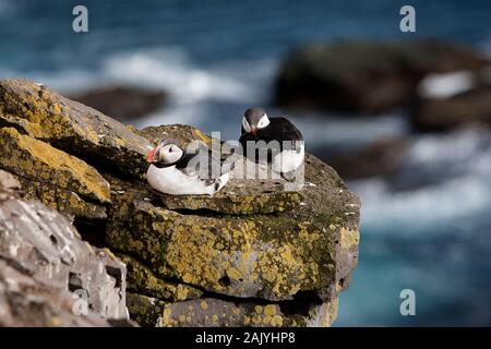 Fratercula Artica, or Puffin, in Iceland. They breed in large colonies on coastal cliffs or offshore islands, nesting in crevices among rocks.
