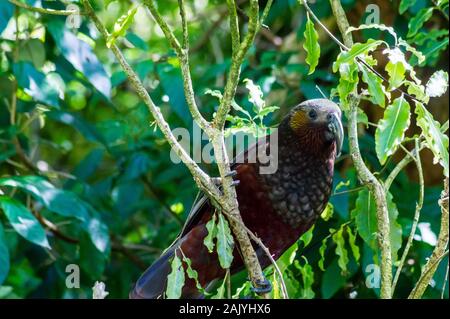 New Zealand Kaka, nestor meridionalis, on a mapou tree (red matipo, myrsine australis)  at Zealandia wildlife sanctuary, Wellington, New Zealand Stock Photo