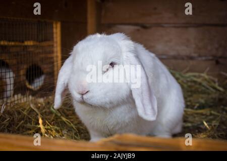 Sleepy white bunny sits in a hatch full of hay Stock Photo