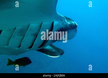 Pacific Manta Ray (Manta Birostris) Passing By, Close-up from Underneath. Caño Island, Costa Rica Stock Photo