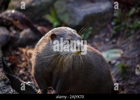 Cute Asian small-clawed otter sitting near a river Stock Photo