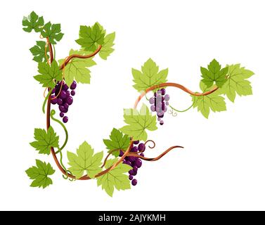 Vine or grapes bunches on branch isolated icon, winery Stock Vector