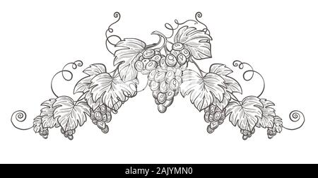 Grape bunches on branch isolated sketch, berries cluster Stock Vector