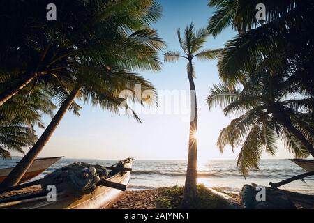 Traditional fishing boats under palm trees against sea. Tropical beach in Sri Lanka. Stock Photo