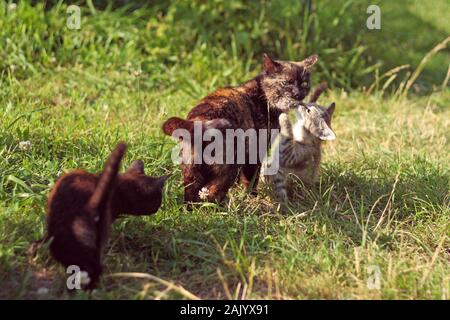 the adult cat (mother) brought the caught mouse to the kittens, on grass, sunny Stock Photo
