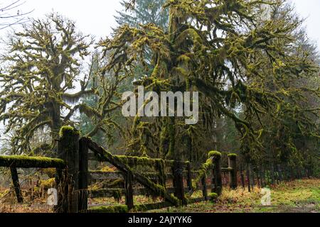 A mossy fence on the Olympic peninsula, Washington. Stock Photo