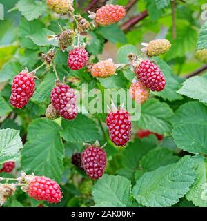 Tayberries on shrub in the garden Stock Photo