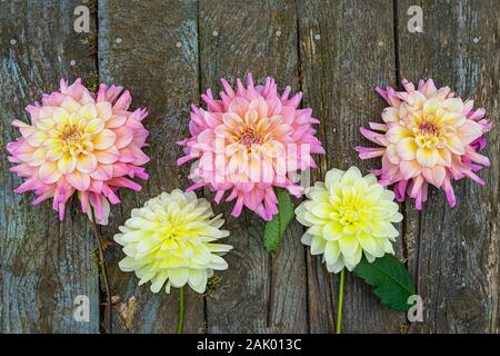 Beautiful summer dahlias in shades of pink and yellow. Stock Photo