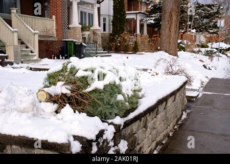 Discarded Christmas tree left of curb covered in fresh snow in residential area of Toronto Stock Photo