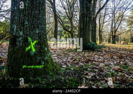 550 trees cut down, victims of diseases and climate change, Bron, Central-Eastern France Stock Photo