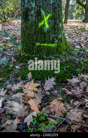 550 trees cut down, victims of diseases and climate change, Bron, Central-Eastern France Stock Photo