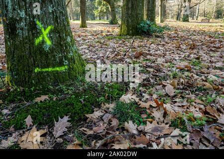 550 trees cut down, victims of diseases and climate change, Bron, Central-Eastern France Stock Photo